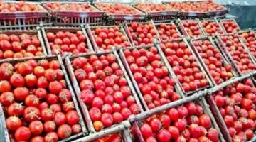 تغيّر أسعار الطماطم في كفر الشيخ الأربعاء 8 جنيهات